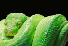Python Development Course: Discounted Coupon