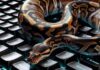 Python Development and Python Programming Fundamentals